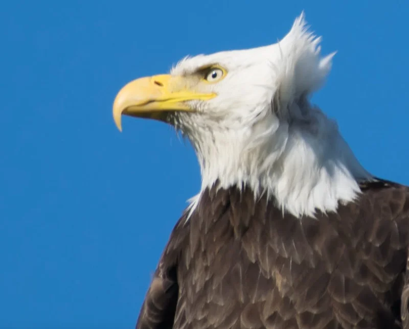 Alaska Permanent Fund: The 2025 Dividend, Stimulus Potential, and Changes